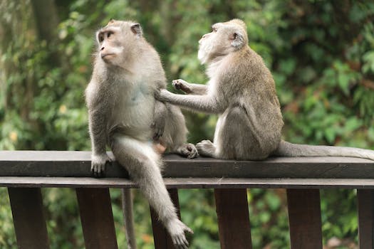 Cute Balinese monkeys grooming each other