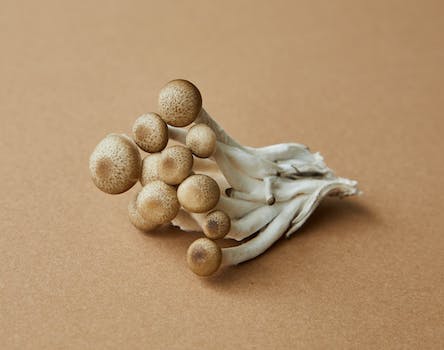 High angle of fresh uncooked edible light brown shimeji mushrooms on brown background
