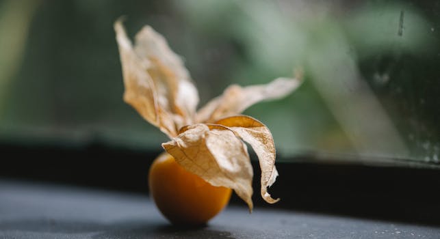 Fresh fruit of healthy tasty cape gooseberry with dry leaves placed on table
