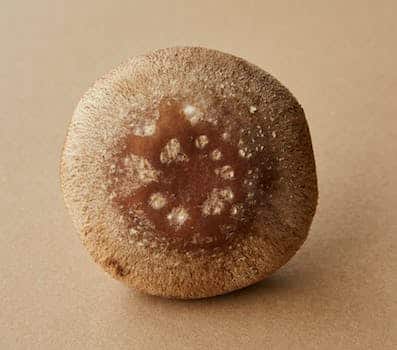 Closeup of brown soft cap of fresh uncooked edible mushroom on brown background